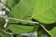 Lindackeria paludosa