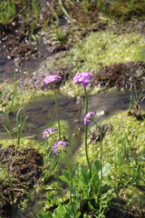 Primula auriculata