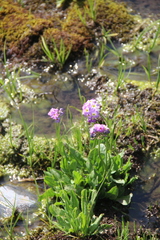 Primula auriculata