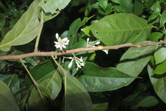 Lindackeria paludosa