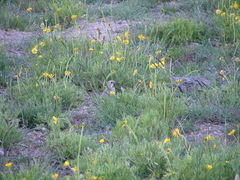 Melanodera xanthogramma