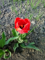 Tulipa