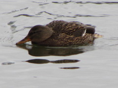 Anas platyrhynchos