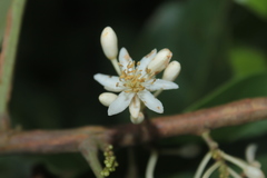 Lindackeria paludosa