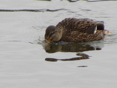 Anas platyrhynchos