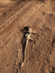 Varanus albigularis microstictus