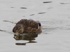 Anas platyrhynchos