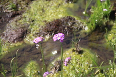Primula auriculata