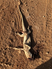 Varanus albigularis microstictus