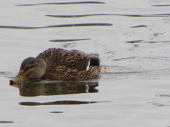 Anas platyrhynchos