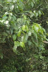 Lindackeria paludosa