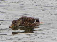 Anas platyrhynchos