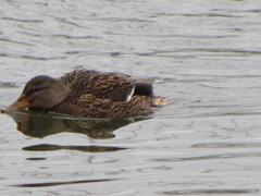 Anas platyrhynchos