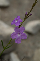 Bouchea linifolia
