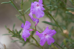 Bouchea linifolia