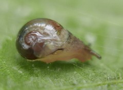 Vitrina pellucida