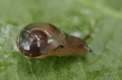 Vitrina pellucida