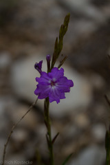 Bouchea linifolia