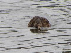 Anas platyrhynchos