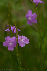 Bouchea linifolia