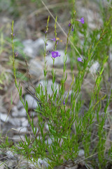 Bouchea linifolia