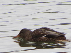 Anas platyrhynchos