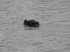Anas platyrhynchos