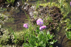 Primula auriculata