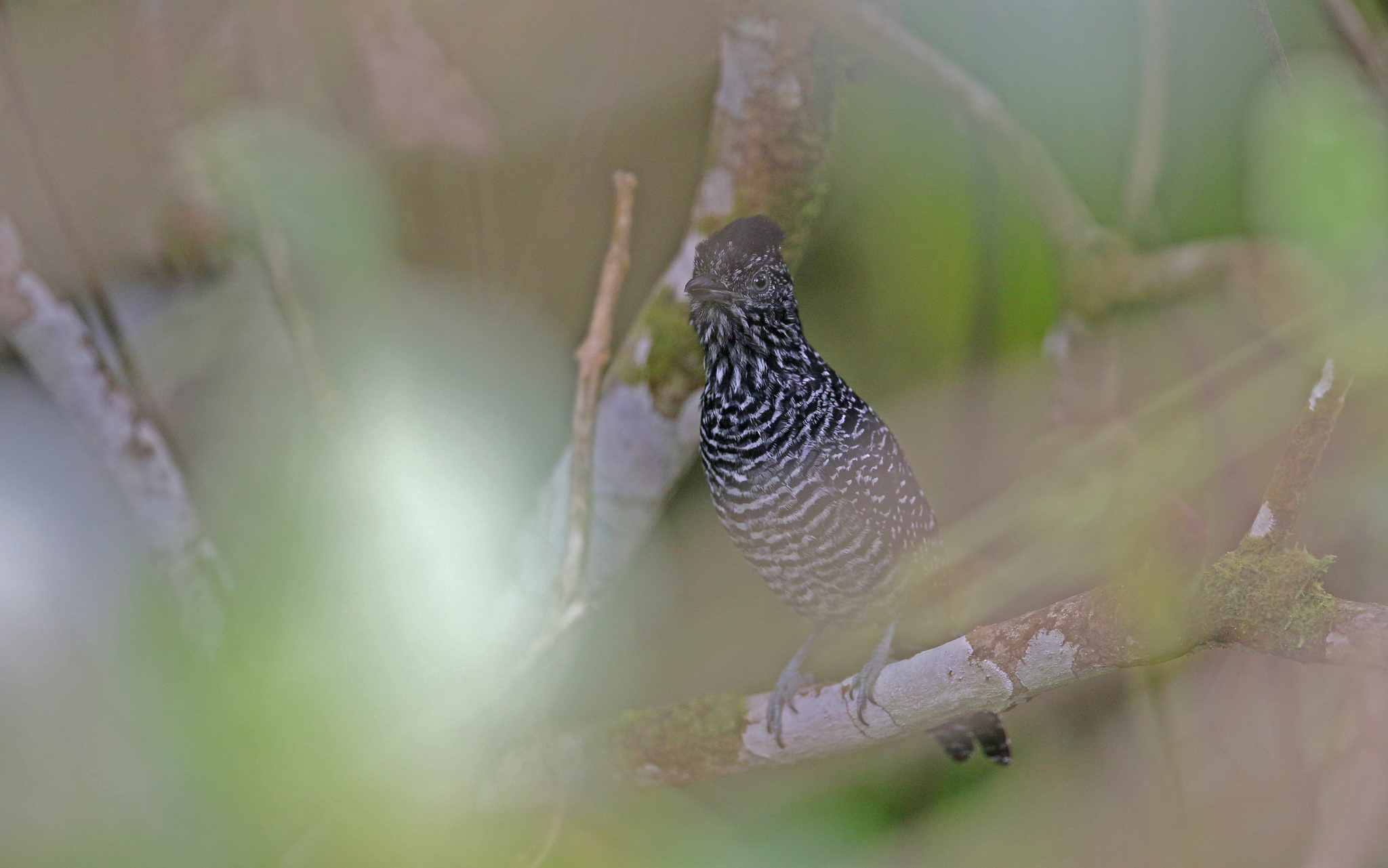 Lined Antshrike (Thamnophilus tenuepunctatus), photo 5