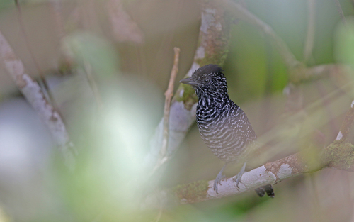 Lined Antshrike (Thamnophilus tenuepunctatus), photo 7
