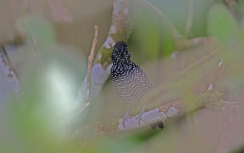 Lined Antshrike (Thamnophilus tenuepunctatus), photo 8