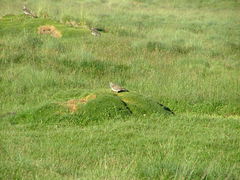 Thinocorus orbignyianus