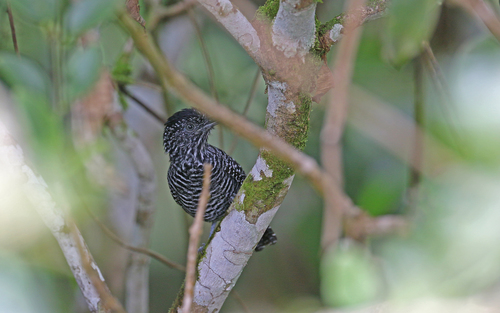 Lined Antshrike (Thamnophilus tenuepunctatus), photo 9