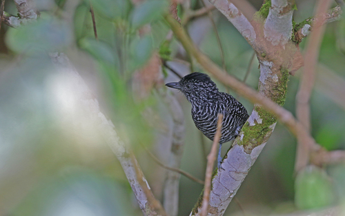 Lined Antshrike (Thamnophilus tenuepunctatus), photo 10