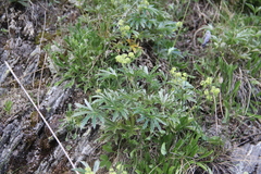 Alchemilla sericea