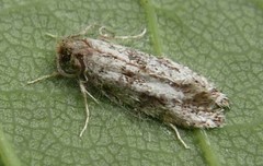 Entomophaga