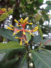 Palicourea thyrsiflora