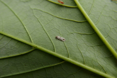Entomophaga
