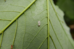 Entomophaga