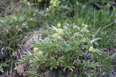 Alchemilla sericea