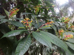 Palicourea thyrsiflora