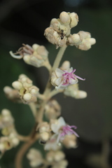 Miconia bubalina