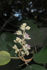 Miconia bubalina