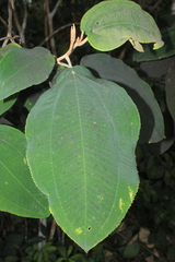 Miconia bubalina