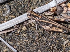 Oedaleus abruptus