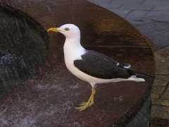 Larus fuscus