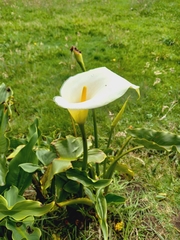 Zantedeschia aethiopica