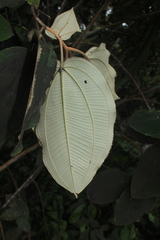 Miconia bubalina