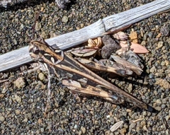 Oedaleus abruptus