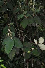 Miconia bubalina